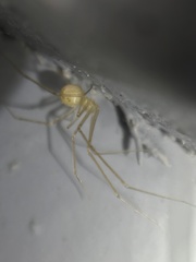 Spermophora senoculata