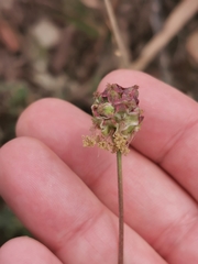 Sanguisorba minor muricata