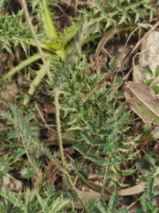 Sanguisorba minor muricata