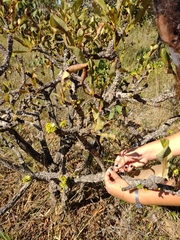 Erythroxylum tortuosum