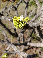 Erythroxylum tortuosum