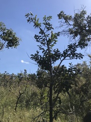 Annona crassiflora