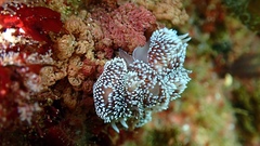 Antiopella capensis