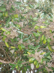 Olearia traversiorum