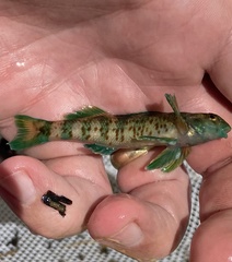 Etheostoma rupestre