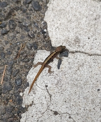 Cnemaspis wynadensis