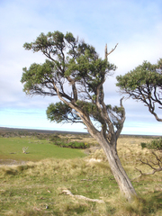Olearia traversiorum