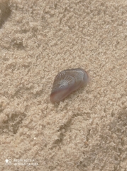 Brachidontes pharaonis