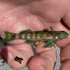Etheostoma rupestre