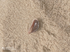 Brachidontes pharaonis