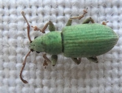 Phyllobius virideaeris