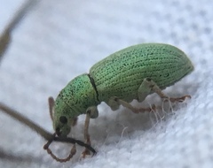 Phyllobius virideaeris