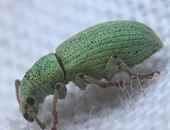 Phyllobius virideaeris