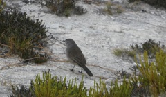 Cercotrichas coryphoeus cinerea