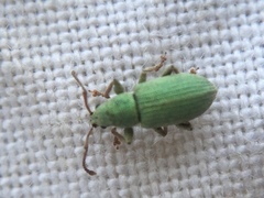 Phyllobius virideaeris