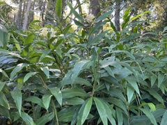 Hedychium flavescens