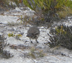 Cercotrichas coryphoeus cinerea