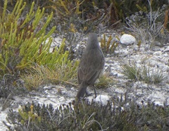 Cercotrichas coryphoeus cinerea