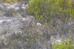 Cercotrichas coryphoeus cinerea