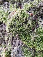 Hypnum cupressiforme cupressiforme