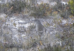 Cercotrichas coryphoeus cinerea