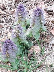 Ajuga pyramidalis