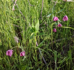 Calochortus amoenus