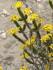 Euryops muirii