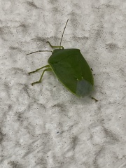 Glaucias subpunctatus