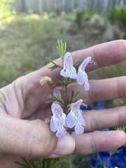 Conradina