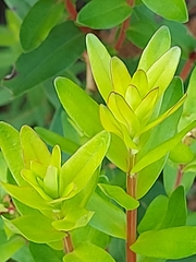 Penaea cneorum gigantea