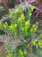 Penaea cneorum gigantea
