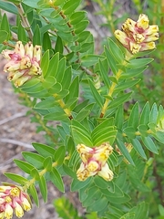 Penaea cneorum gigantea