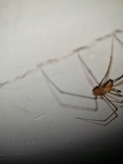 Arachnida