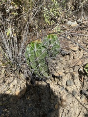 Echinopsis bridgesii