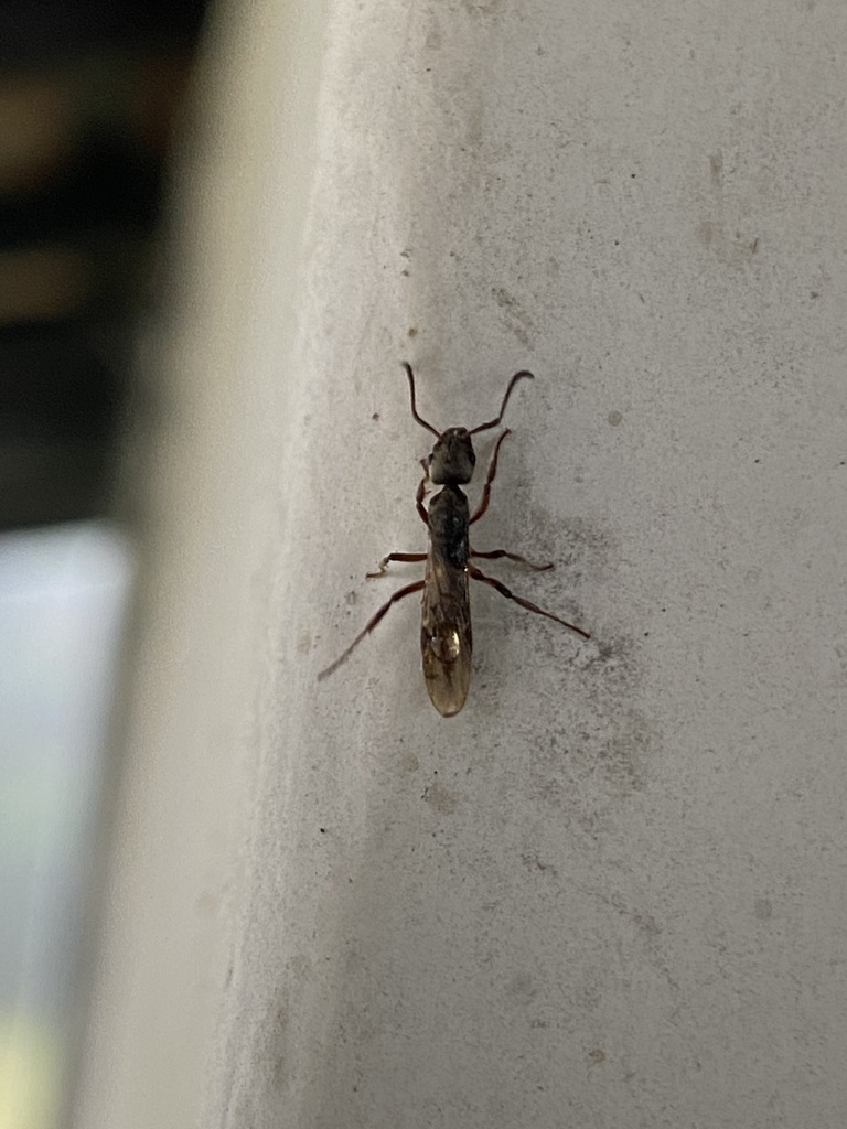 Crenata-group Panther Ants from Marsilac, São Paulo, SP, BR on April 29 ...