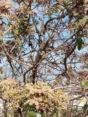 Strobocalyx arborea