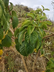 Iochroma