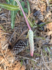 Pterocaulon pycnostachyum