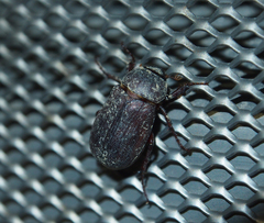 Sophrops planicollis