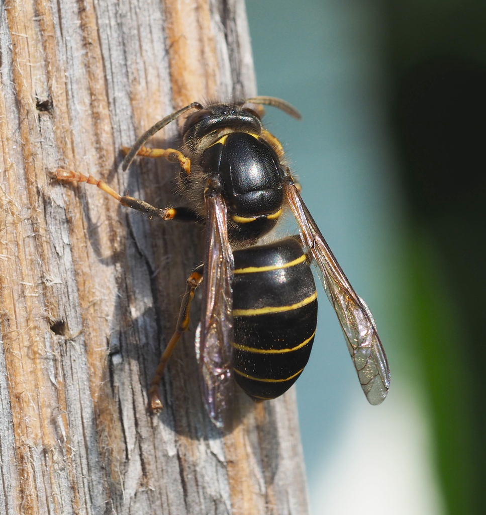 Median Wasp