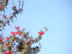 Sephanoides sephaniodes