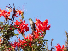 Sephanoides sephaniodes