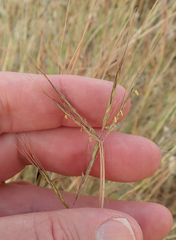 Hyparrhenia hirta