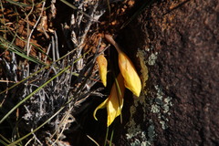 Romulea tortuosa aurea