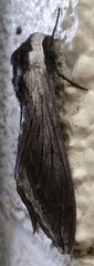 Sphinx perelegans