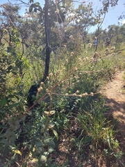 Cabobanthus polysphaerus