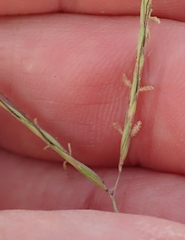 Hyparrhenia hirta