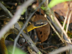 Dendrophidion clarkii