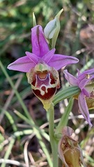 Ophrys heldreichii